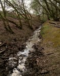Stream clearing on a fine day in Trent Park